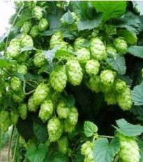 Chmel japonský - Humulus japonicus - prodej semen - 7 ks