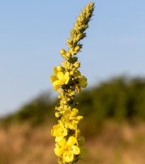 Divizna sápovitá - Verbascum phlomoides - prodej semen - 0,1 g