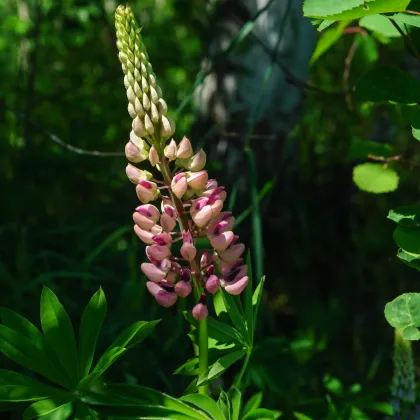 Lupina mnoholistá Russel Schlossfrau Rosa - Lupinus polyphyllus - prodej semen - 30 ks