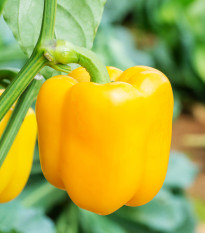 Paprika Snack Yellow - Capsicum annuum - prodej semen - 6 ks