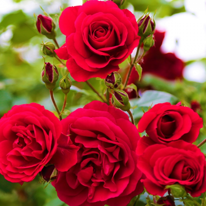 Růže velkokvětá červená - Rosa - prodej prostokořenných sazenic - 1 ks