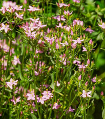 Zeměžluč okolíkatá - Centaurium erythraea - prodej semen - 0,01 g