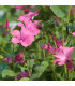 BIO Slézovec růžový - Lavateria trimestris - prodej bio semen - 40 ks