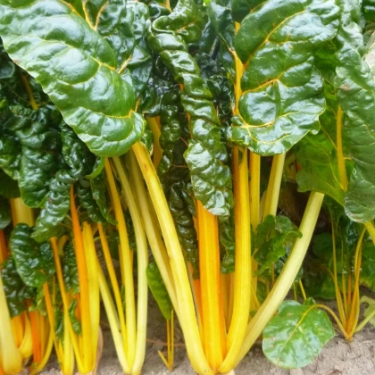 Mangold žlutý - Beta vulgaris - prodej semen - 15 ks