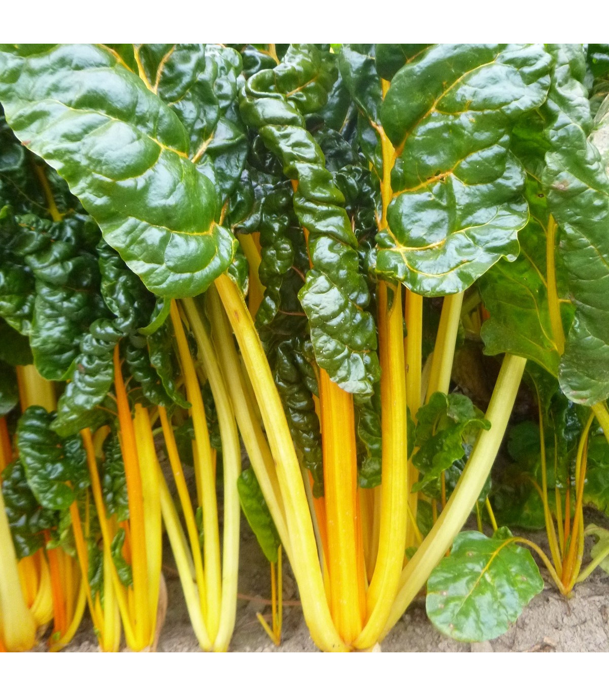 Mangold žlutý - Beta vulgaris - prodej semen - 15 ks