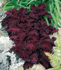 Africká kopřiva Wizard Black Dragon - Coleus blumei - prodej semen - 30 ks