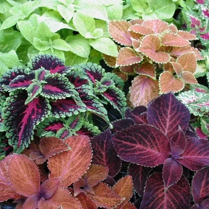 Africká kopřiva Wizard mix - Coleus blumei - prodej semen - 30 ks