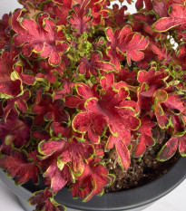 Africká kopřiva Wizard Velvet Rose - Coleus blumei - prodej semen - 30 ks