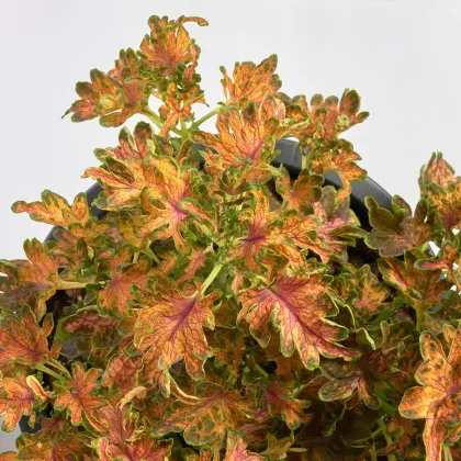 Africká kopřiva Wizard Scarlet - Coleus blumei - prodej semen - 30 ks