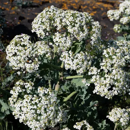 BIO Katráň přímořský - Crambe maritima - prodej bio semen - 4 ks