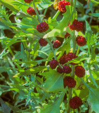 Merlík hlavatý - Chenopodium capitatum - prodej semen - 200 ks