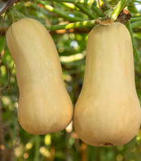 Tykev muškátová Butterscotch PMT F1 - Cucurbita moschata - prodej semen - 5 ks