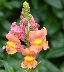 Hledík nízký dvoukvětý Twinny Bronze - Antirrhinum majus - prodej semen - 20 ks