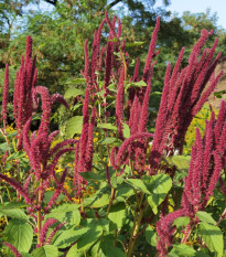 Laskavec krvavý - Amaranthus cruentus - prodej semen - 270 ks