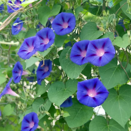 BIO Povíjnice fialová - Ipomoea purpurea - prodej bio semen - 15 ks