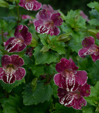 Kejklířka tečkovaná White Flame - Mimulus - prodej semen - 20 ks