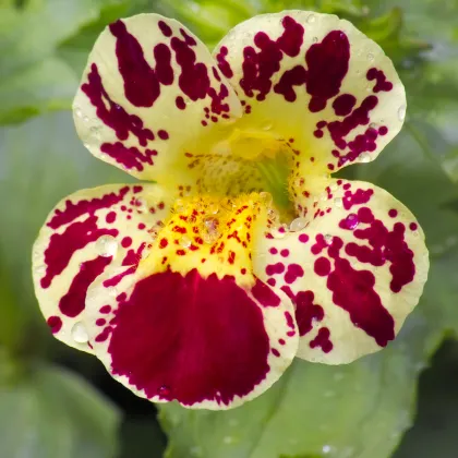 Kejklířka tečkovaná White Blotch - Mimulus - prodej semen - 20 ks