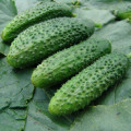 Okurka nakládačka Zuzana F1 - Cucumis sativus - prodej semen - 30 ks