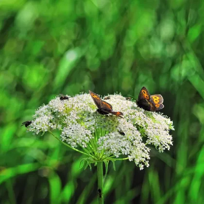 Mrkev Wildform - Daucus carota - prodej semen - 250 ks