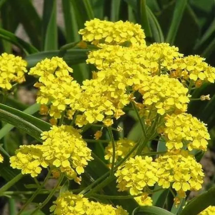 Tařice Gold dust - Alyssum saxatile - prodej semen - 150 ks