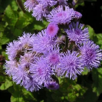 Nestařec mexický - Ageratum pumilum - prodej semen - 0,5 g