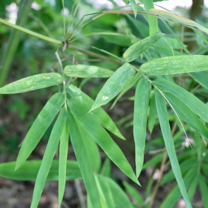 Bambus železný - Dendrocalamus Strictus - prodej semen - 2 ks