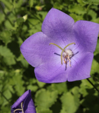 Zvonek karpatský modrý - Campanula carpatica - prodej semen - 400 ks