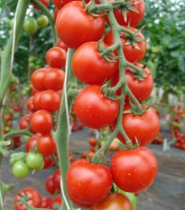 Rajče Spencer - Solanum lycopersicum - prodej semen - 20 ks