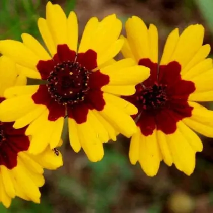 Krásnoočko dvoubarevné vysoké - Coreopsis tinctoria - prodej semen - 50 ks