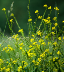 Hořčice černá - Brassica nigra - prodej semen - 50 ks