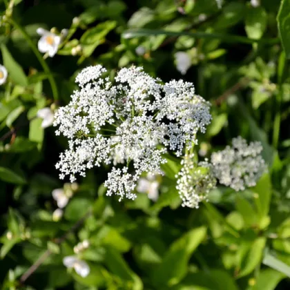 Bedrník obecný - Pimpinella saxifraga - prodej semen - 50 ks