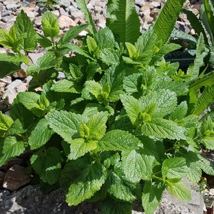 Meduňka Mandarina - Melissa officinalis - prodej semen - 20 ks