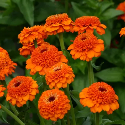 Ostálka Zinderella Orange - Zinnia elegans - prodej semen - 20 ks