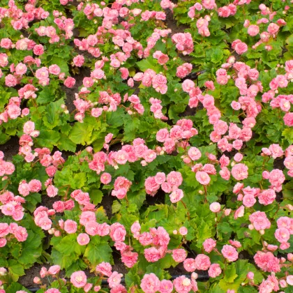 Begónie Big Pink Green Leaf F1 - Begonia benariensis - prodej semen - 8 ks