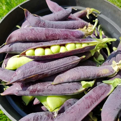 Hrách dřeňový Desiree - Pisum sativum - prodej semen - 50 ks