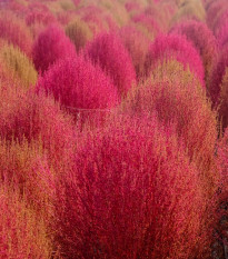 Bytel metlatý - Kochia trichophylla - prodej semen - 100 ks