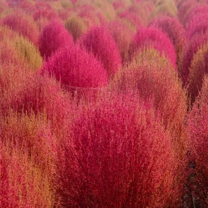 Bytel metlatý - Kochia trichophylla - prodej semen - 100 ks