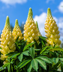 Lupina žlutá - Lupinus luteus - prodej semen - 13 ks