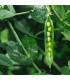 BIO hrách dřeňový Malý Rheinland - Pisum sativa - prodej bio semen - 45 ks