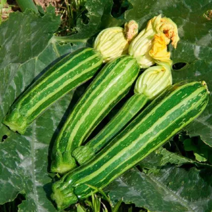 BIO Cuketa Green Tiger F1 - Cucurbita pepo - prodej bio semen - 5 ks