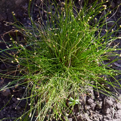 Isolepis Live Wire - Isolepis cernua - prodej semen - 10 ks