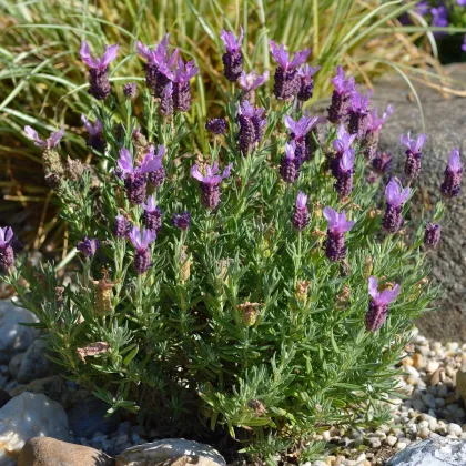 Levandule korunkatá - Lavandula stoechas - prodej semen - 20 ks