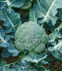 Brokolice Apolena F1 - Brassica oleracea L. - prodej semen - 30 ks