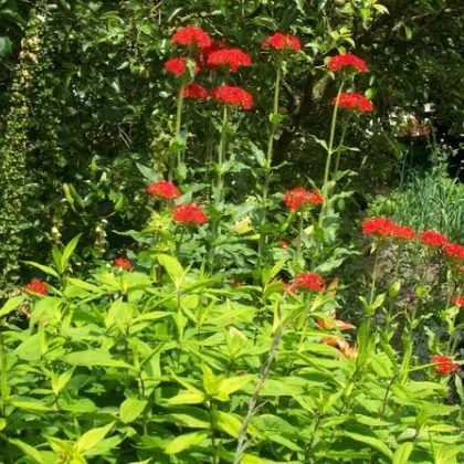 Kohoutek chalcedonský - Lychnis chalcedonica - prodej semen - 50 ks