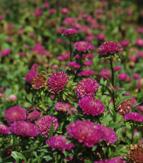 Smil listenatý Purple - Helichrysum bracteatum - prodej semen - 300 ks