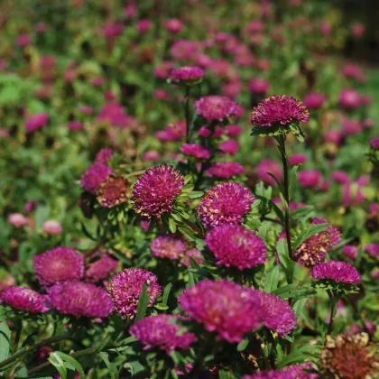 Smil listenatý Purple - Helichrysum bracteatum - prodej semen - 300 ks