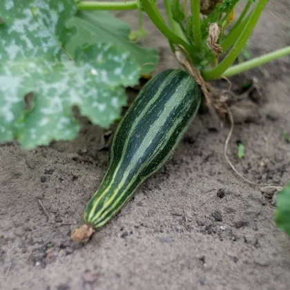 Cuketa Tapir - Cucurbita pepo - prodej semen - 12 ks