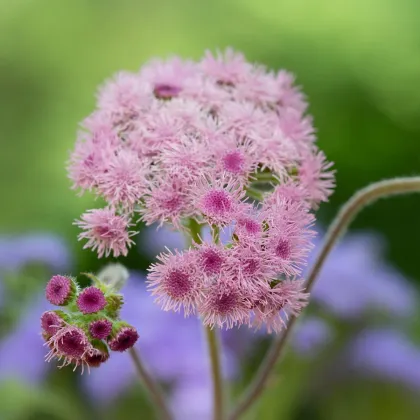 Nestařec americký Pink - Ageratum houstonianum - prodej semen - 30 ks