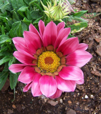 Gazánie New Day Pink Day F1 - Gazania rigens - prodej semen - 20 ks