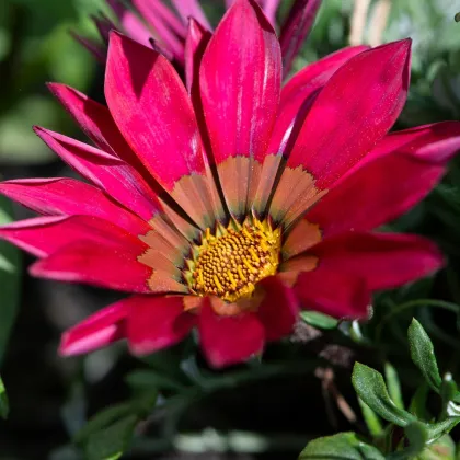 Gazánie New Day Pink Day F1 - Gazania rigens - prodej semen - 20 ks